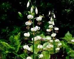 White Turk’s Cap Lily Seeds ~ Malvaviscus arboreus var. drummondii ~ Lilium Martagon ~ Cut Flowers ~ Bouquets ~ Pretty ~ Christmas Flowers