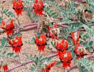 Rare Australian Sturts Desert Pea Seeds ~ Swainsona Formosa~ Plants ~ Garden ~ Exotic ~ Unique ~ Tropical