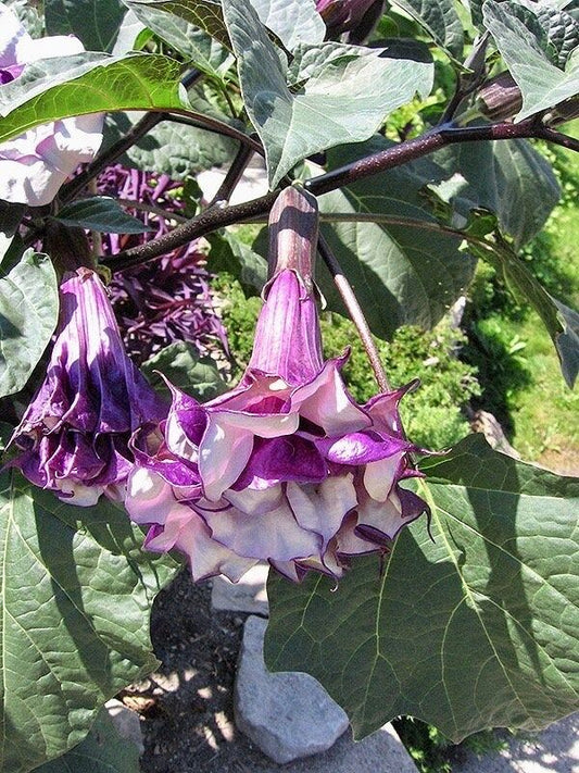 Purple Queen Devil’s Trumpet Seeds ~ Datura Metel ~ Fresh Seeds ~ Blooms ~ Flowers ~ Instead of Flowers ~