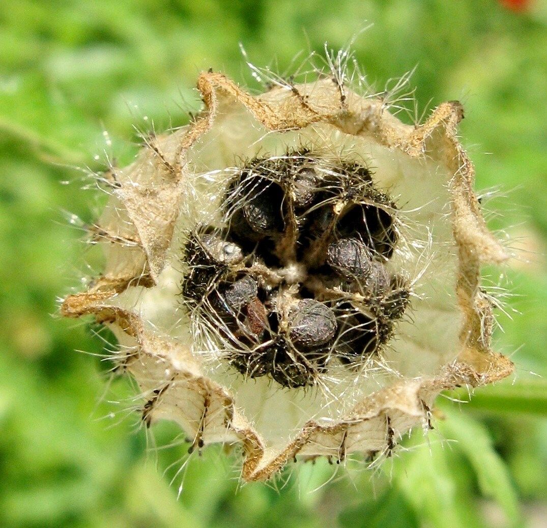 Hibiscus Trionum Seeds ~ Flower-of-an-hour ~ Wildflowers ~ Butterflies ~ Bees ~ Blooms ~ Pollinators