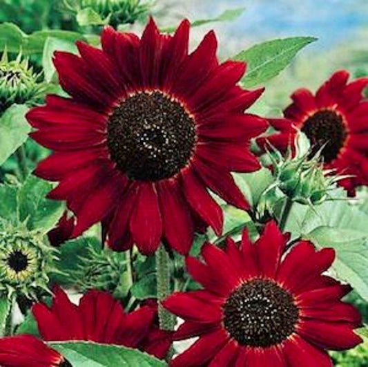 Velvet Queen Sunflower Seeds ~ Helianthus Annuus ~ Pretty Flowers ~ Garden ~ Fall ~ Heirloom ~ Autumn ~ Bouquets ~ Fresh Cut Flowers