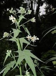 Virginia Fanpetals Seeds ~ Virginia Mallow Ripariosida Hermaphrodita