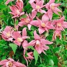 Mixed Clematis Double Large Flower Seeds ~ Macropetala ~  Fragrance Flowers ~ Garden ~ Grow Your Own ~ Spring Flowers ~ Instead of Flowers