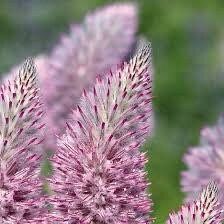 Ptilotus Joey Seeds ~ Joey Improved Ptilotus ~ Ptilotus Exaltatus ‘Joey Improved’ ~ Pretty Flower