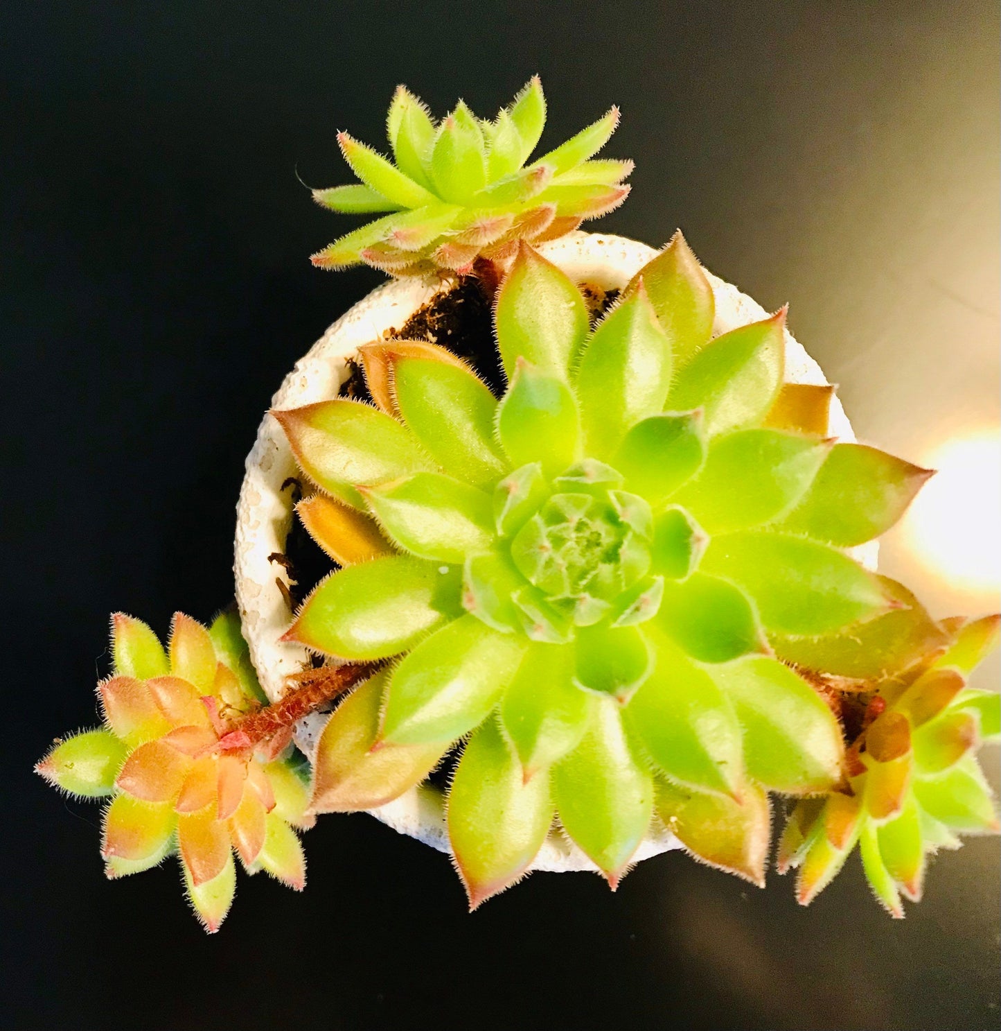 Sempervivum Tectorum ~ Succulent ~ Hens and Chicks