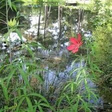 Red Star Water Hibiscus Seeds ~ Hibiscus Coccineus ~ Scarlet Hibiscus ~ Scarlet Rosemallow ~ Wildflowers ~ Butterflies ~ Bees ~ Blooms