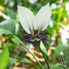 Rare White Tacca Chantrieri Seeds ~ White Bat Flower ~ White Lily ~ Bat ~ Devil’s Flower ~ Exotic Flower ~ Unusual Flowers