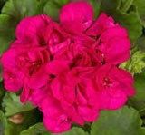 Violet Geranium Seeds ~ Pelargonium Fl Violet ~ Garden ~ Grow Your Own ~ Spring Flowers ~ Instead of Flowers ~ Flowers