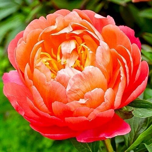 Coral Sunset Peony Seeds ~ Peonies ~ Flowers ~ Flower ~ Bouquets ~ Wedding Flowers ~ Heirloom Seeds ~ Garden ~ Gardening ~ Decor