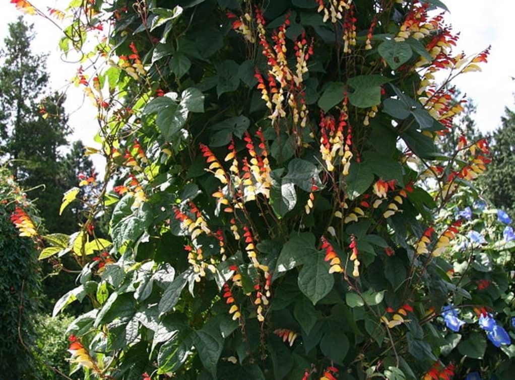 Mina Lobata Flower Seeds ~ Grow Your Own ~ Spring Flowers ~ Instead of Flowers