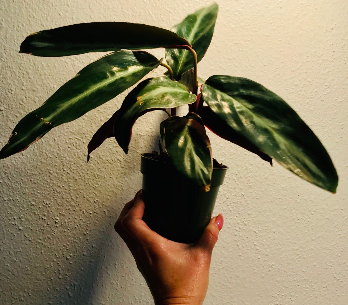 Tricolor Prayer Plant ~ Stromanthe Triostar ~ Easy to Grow House Plant