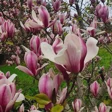 Pink Saucer Magnolia Seeds ~ Soulangeana ~ Usual Flowers ~ Exotic Flower