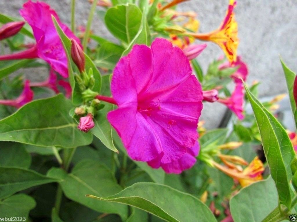 Mixed Marvel of Peru Seeds ~ Mirabilis Jalapa ~ 4 O’Clock Flower ~ Flowers ~ Trumpet ~ Fragrance ~ Vanilla