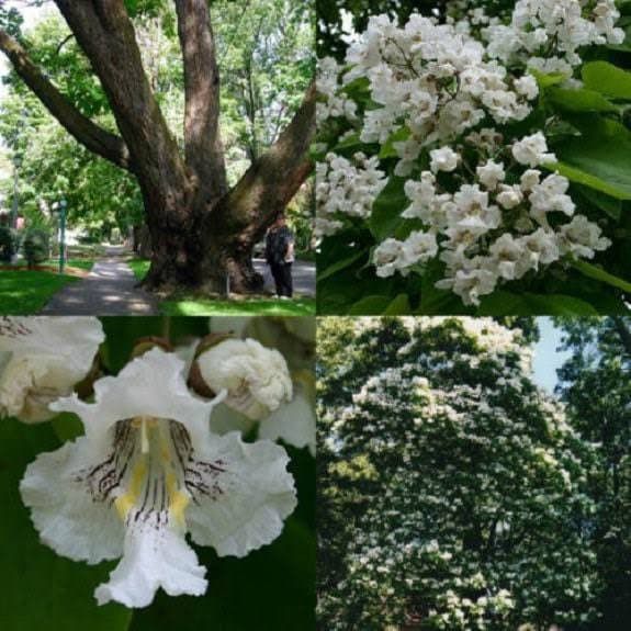 Northern Catalpa Tree Seeds ~ Indian Cigar Flower ~ Trees ~ Pretty ~Exotic ~ Gardens ~ Unique