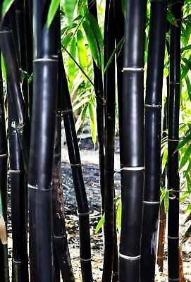 Red Bamboo Seeds ~ Fountain ~ Privacy Climbing ~  Cyrtostachys Renda Tree