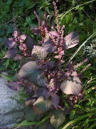 Purple Shiso Seeds ~ Perilla Frutescens ~ Japanese Basil ~ Zi Su ~ Garnish ~ Purple Basil ~ Red Mint