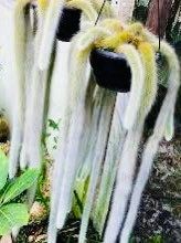 Monkey Tail Cactus Seeds ~ Cacti ~ Grow Your Own ~ Spring Flowers ~ Instead of Flowers ~ Cool Cactus