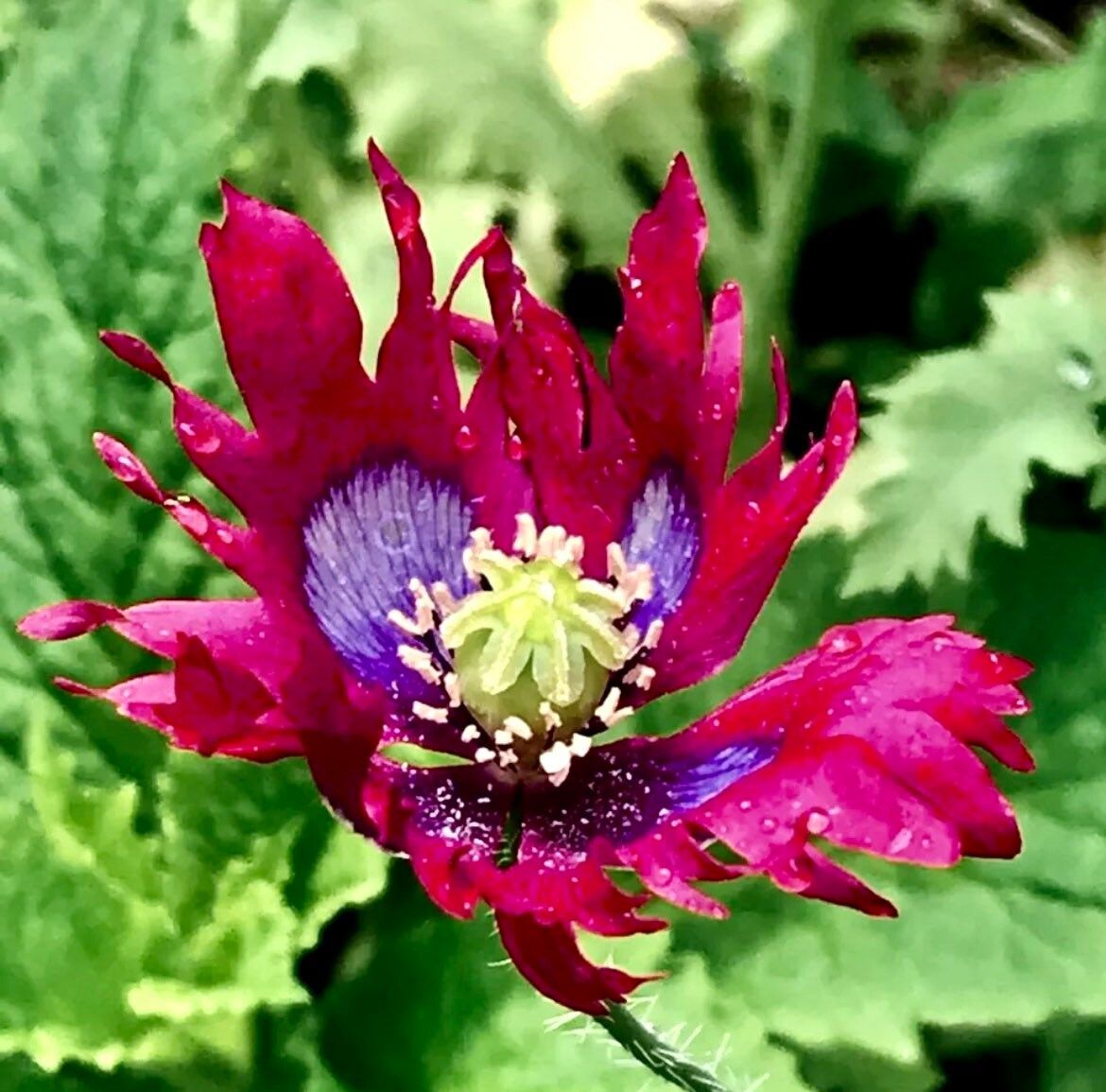 rare heirloom flower seeds Drama Queen Poppy Seeds ~ Cool Flowers ~ Rare ~ Heirloom