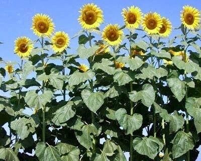 Giant ‘Sunzilla’ Sunflower Seeds ~ Helianthus Annuus ~ Pretty Flowers ~ Garden ~ Fall ~ Heirloom Seeds ~ Autumn ~ Huge