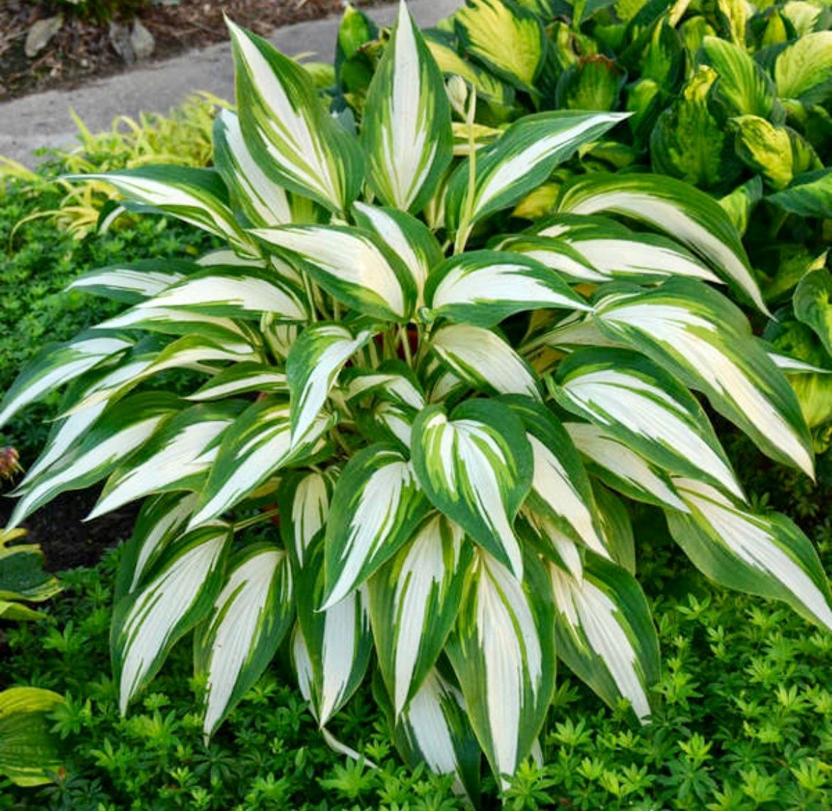 Variety of Hosta Seeds ~ Plants ~ Garden ~ Grow Your Own ~ Spring ~ Instead of Flowers ~ Flowers