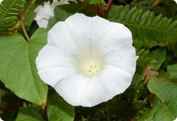 White Moon Vine Seeds ~ Moonflower ~ Ipomoea Alba ~ Tropical White ~ Morning Glory ~ Flowers ~ Pretty ~ Giant White Moonflower