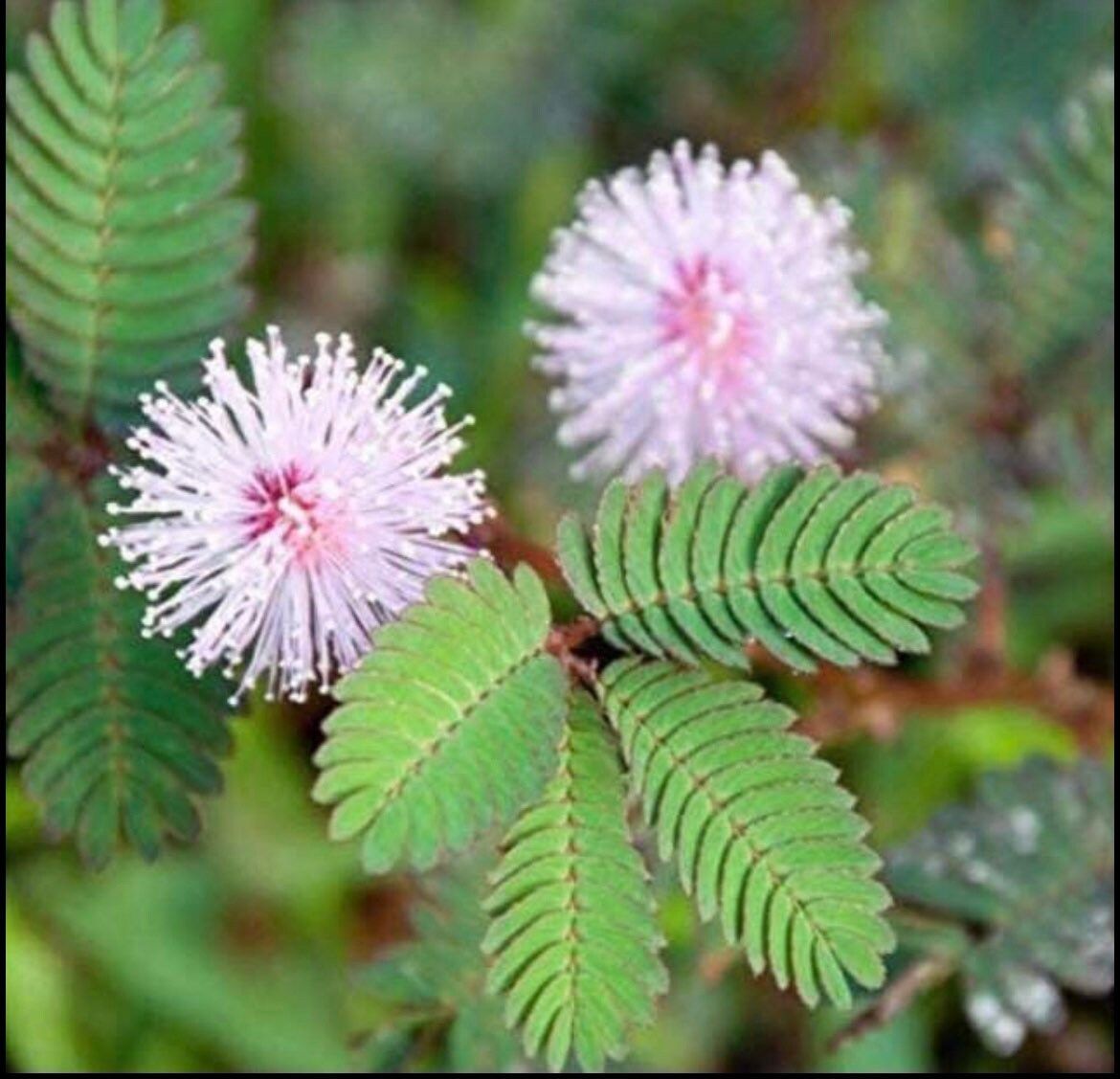 RARE Baby Mimosa Pudica Plant~Touch-Me-NOT Plant~Sleepy Plant~Sensitive Plant~Action Plant~Zombie Plant