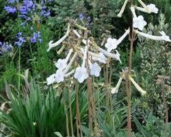 Sinningia Tubiflora Seeds ~ Sinningia Longituba ~ Rare Succulent ~ Exotic ~ Must Have ~ Exotic Flower ~ Unusual Flowers