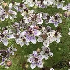 Nigella Papillosa Delft Blue Seeds ~ Forget Me Nots ~ Rare ~ Rare Plants ~ Grow Your Own ~ Spring Flowers