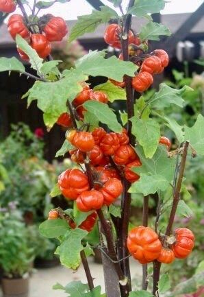 pumpkin on a stick plant seeds Rare Ornamental 'Pumpkin On A Stick' Seeds ~ Grow Your Own ~ Autumn ~ – Your Plant Bitch