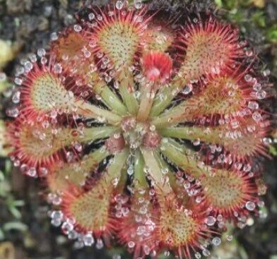 Various Drosera Seeds~Carnivorous Plants~Carnivore~Drosera Capensis~ Spatulata~Tokaiensis ~ Sundews~Science Projects~Grow UR Own