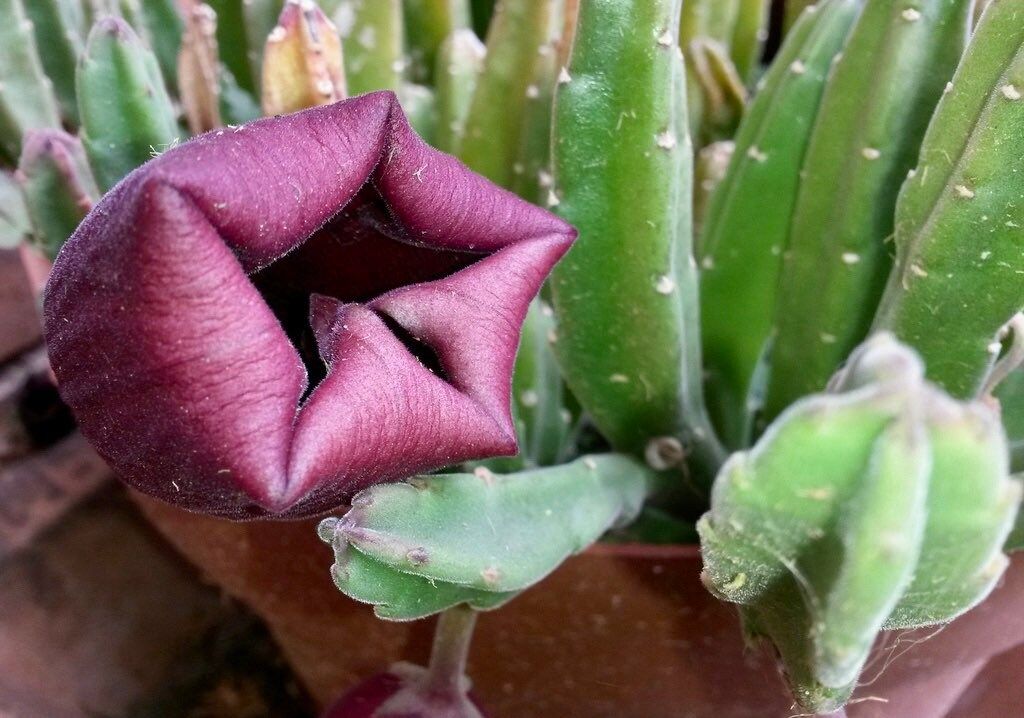 Stapelia Leendertziae Seeds ~ Black Bells ~ Maroon Cup Starfish ~ Leendertz's Carrion Flower ~ Exotic ~ Rare ~ Succulent