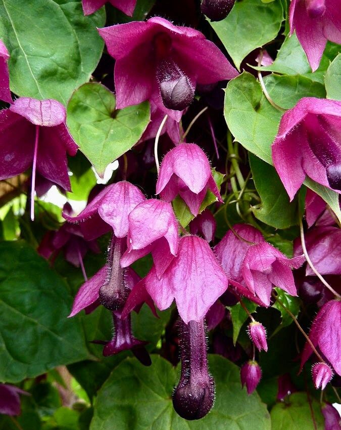 Rhodochiton Atrosanguineus Seeds ~ Purple Bell Vine ~ Exotic ~ Unique ~ Green House ~