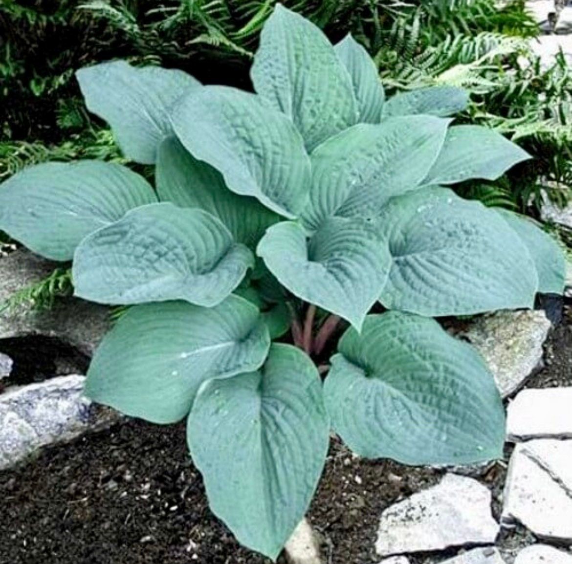 Variety of Hosta Seeds ~ Plants ~ Garden ~ Grow Your Own ~ Spring ~ Instead of Flowers ~ Flowers