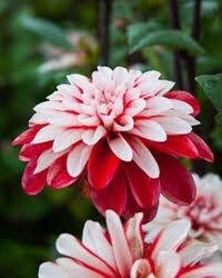 Pacific Time Dahlia Seeds ~ Plants ~ Garden ~ Grow Your Own ~ Spring Flowers ~ Instead of Flowers ~ Flowers