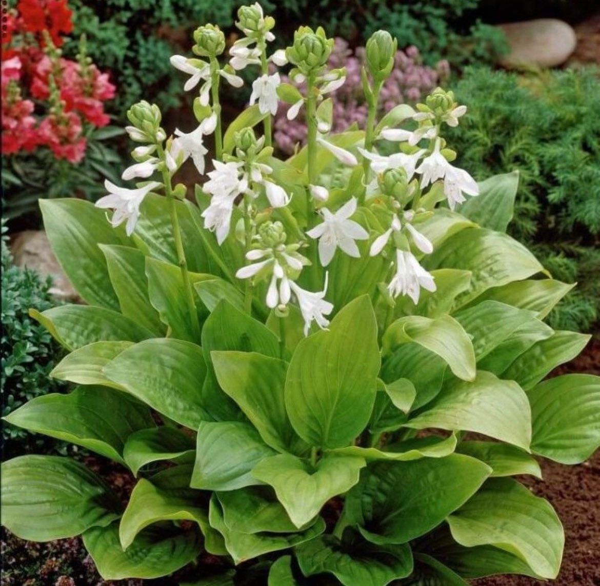 Variety of Hosta Seeds ~ Plants ~ Garden ~ Grow Your Own ~ Spring ~ Instead of Flowers ~ Flowers