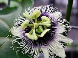 Purple Granadilla Seeds ~ Passionfruit ~ Maypop ~ Passionflower ~ True Passionflower ~ Wild Apricot ~ Wild Passion Vine