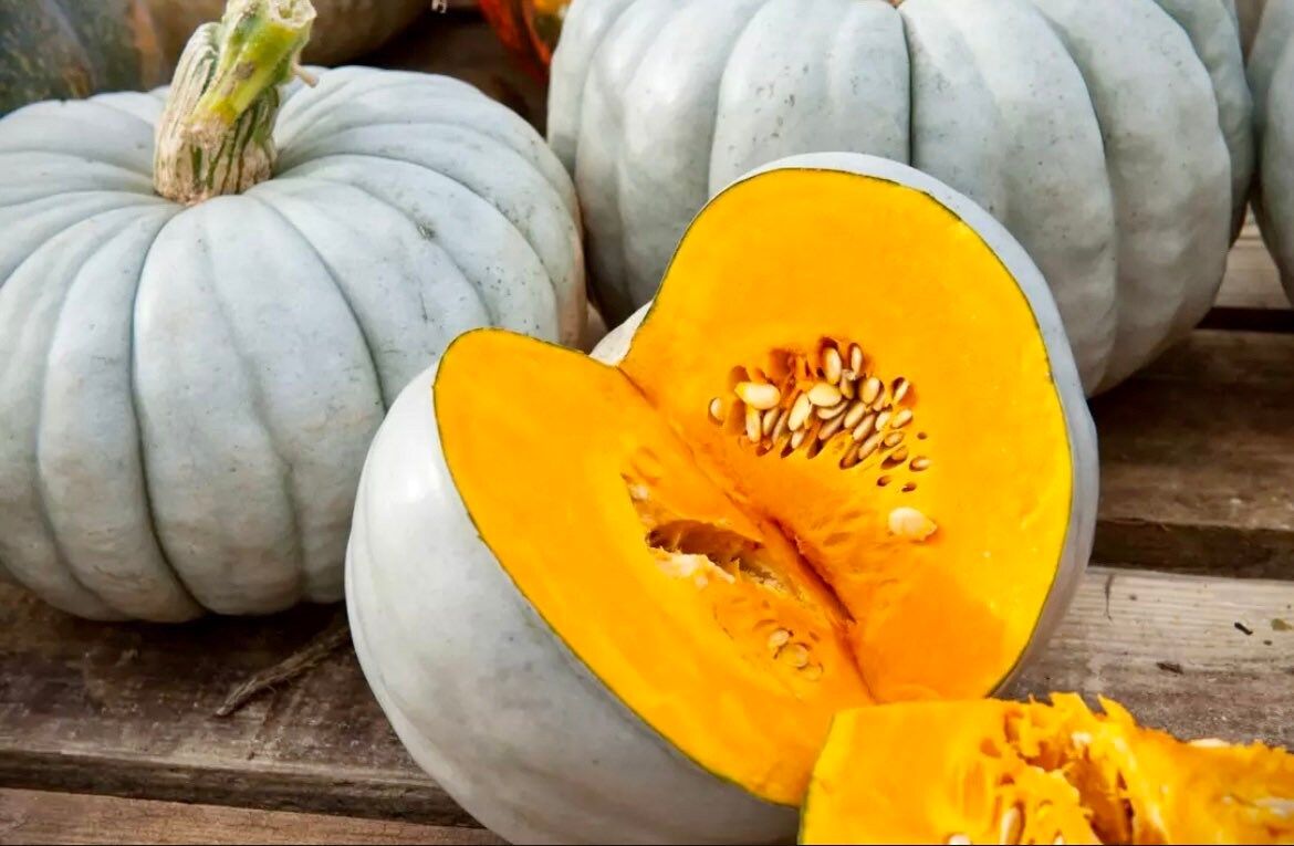 Jarrahdale Blue Pumpkin Seeds ~ Jarradale Queensland ~ Fairytales ~ Cinderella ~ Autumn