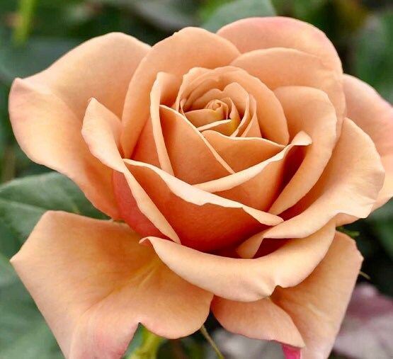 Hot Chocolate Rose Seeds ~ Flower Bush ~ Perennial Flowers ~ Roses ~ Fragrance ~ Bouquet ~ Wedding ~ Flowers