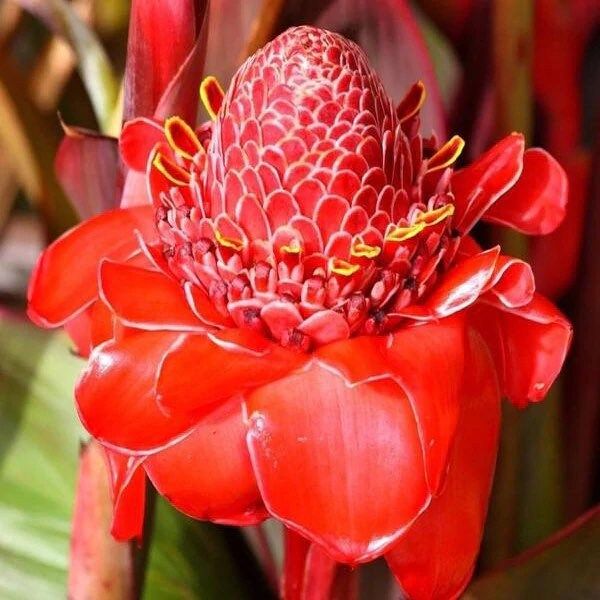 Torch Ginger Seeds ~ Etlingera Elatior ~ Plants ~ Garden ~ Grow Your Own ~ Spring Flowers ~ Instead of Flowers ~ Flowers