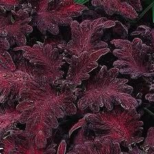 Black Dragon Coleus Seeds ~ Plants ~ Garden ~ Grow Your Own ~ Spring Flowers ~ Instead of Flowers ~ Flowers