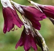 Blackbird Angel’s Fishing Rod ~ Dierama ~ Plants ~ Garden ~ Grow Your Own ~ Spring Flowers ~ Instead of Flowers ~ Bouquets