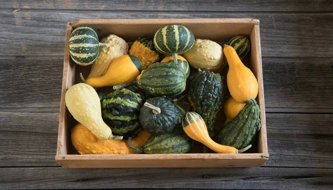 Decorative Mix Gourd Seeds ~ Grow Your Own ~ Crafts ~ Autumn