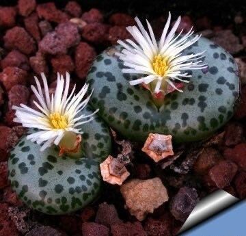 Rare Conophytum Obcordellum Seeds ~ Mesemb ~ Exotic ~ Living Stones ~ Succulent ~ Easy Care