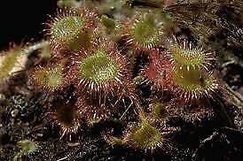 Drosera Rotundifolia Seeds ~ Roundleaf Sundew ~ Carnivorous Plants ~ Sundews ~