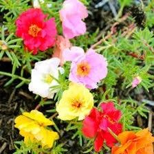 Mixed Color Moss Seeds ~ Rose Purslane Double Flower Seeds ~ Plants ~ Garden ~ Grow Your Own ~ Spring Flowers