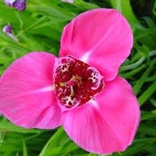 Rosa Tigridia Pavonia Seed ~ Tiger Flower ~ Mexican Shell Flower ~ Peacock Flower ~ Garden ~ Grow Your Own ~ Spring Flowers