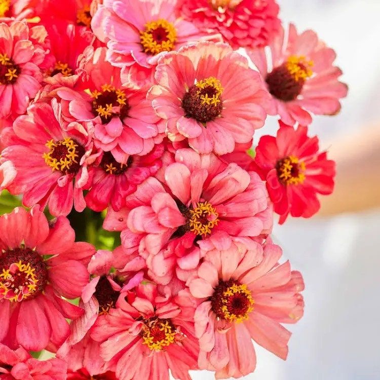 Salmon Queen Zinnia Seeds ~ Flower Seeds ~ Plants ~ Garden ~ Grow Your Own ~ Spring Flowers ~ Instead of Flowers ~ Flowers