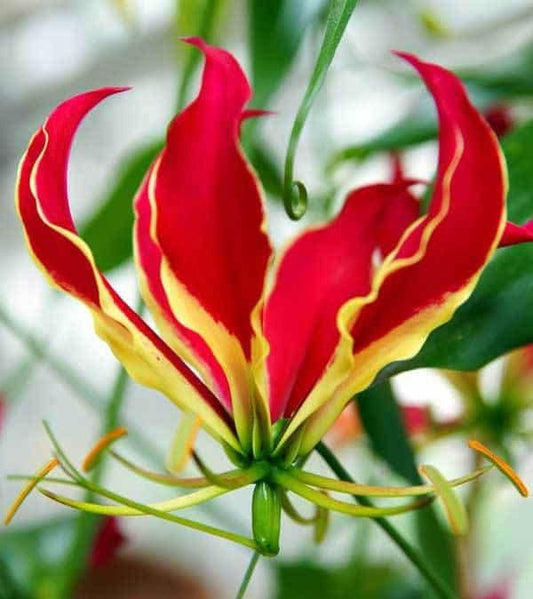 Gloriosa Rothschildiana Seeds ~ Rare ~ Grow Your Own ~ Spring Flowers ~ Instead of Flowers ~ Presents