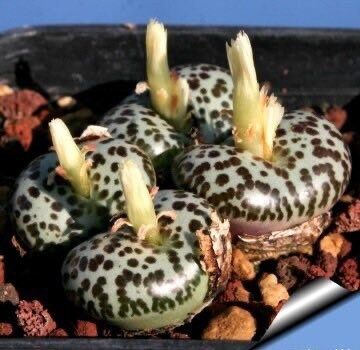 Rare Conophytum Obcordellum Seeds ~ Mesemb ~ Exotic ~ Living Stones ~ Succulent ~ Easy Care