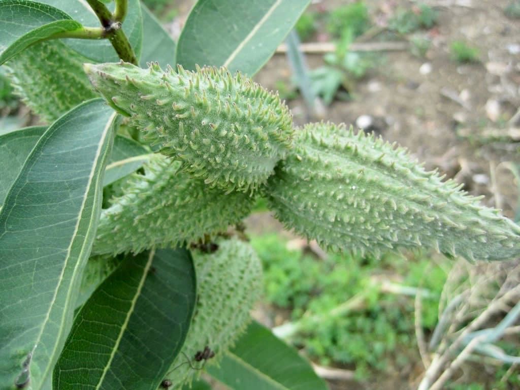 Black Asclepias Syriaca Seeds ~ Milkweed ~ Butterfly ~ Plants ~ Garden ~ Grow Your Own ~ Spring Flowers ~ Instead of Flowers ~ Flowers